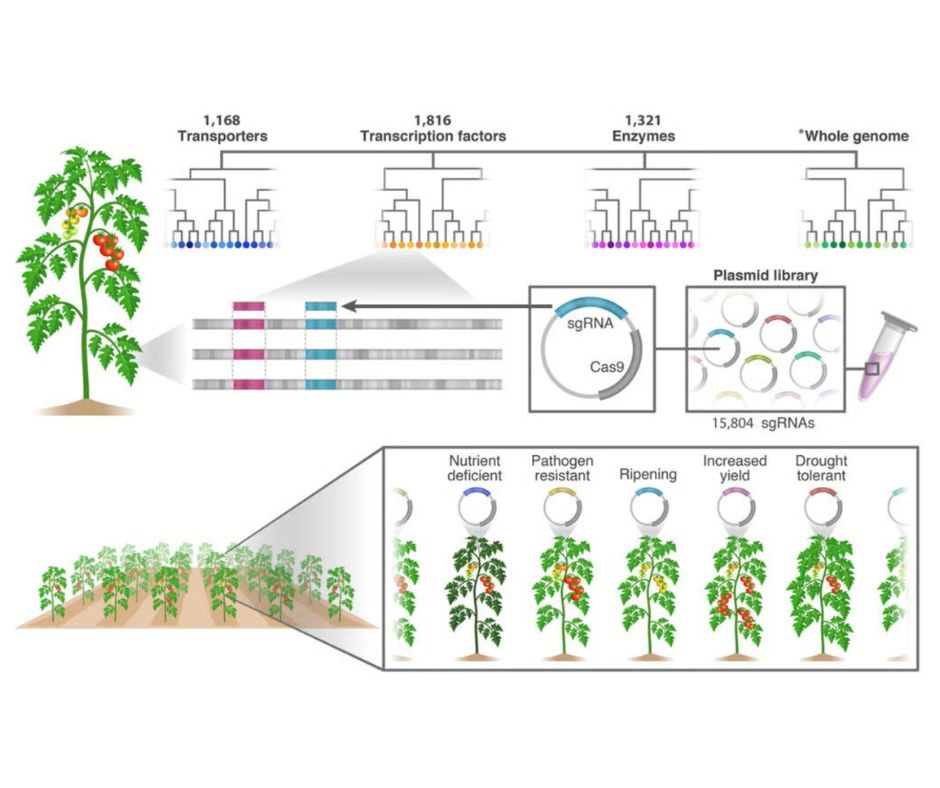 analysis from the article showcasing the rna