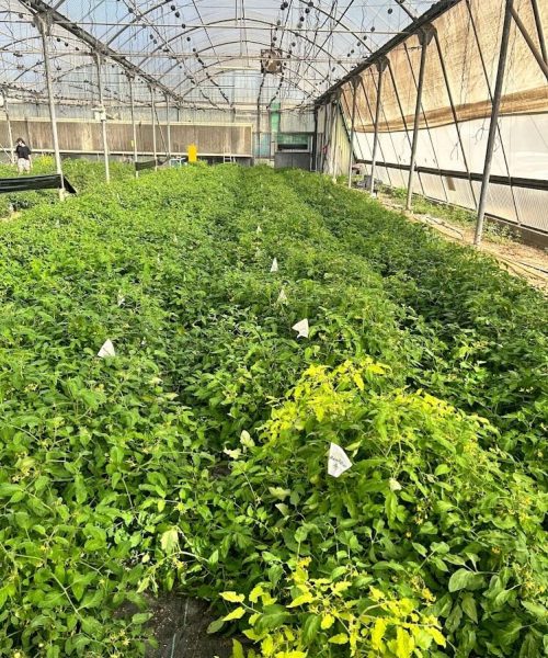 NetaGenomiX GreenHouse a plants flowrshing