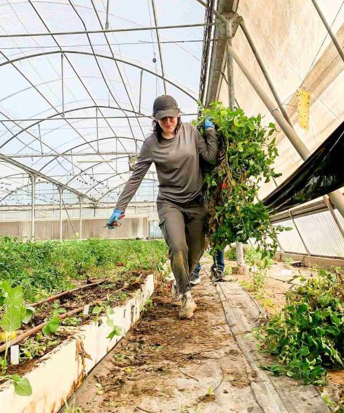 NetaGenomiX working in the greenhouse