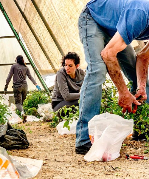 NetaGenomiX working in the greenhouse