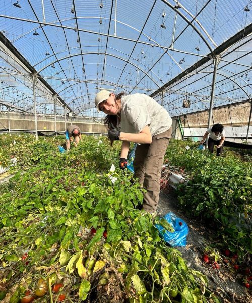 A woman working in Working in NetaGenomiX Greenhouse